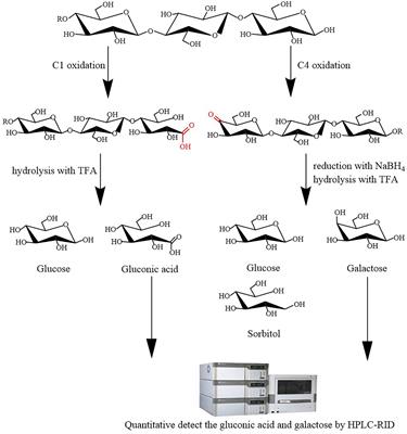 Analysis of lytic polysaccharide monooxygenase activity in thermophilic fungi by high-performance liquid chromatography–refractive index detector